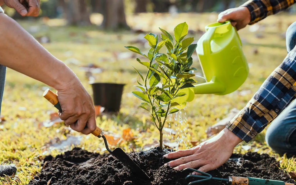 Environmental tree planting drive
